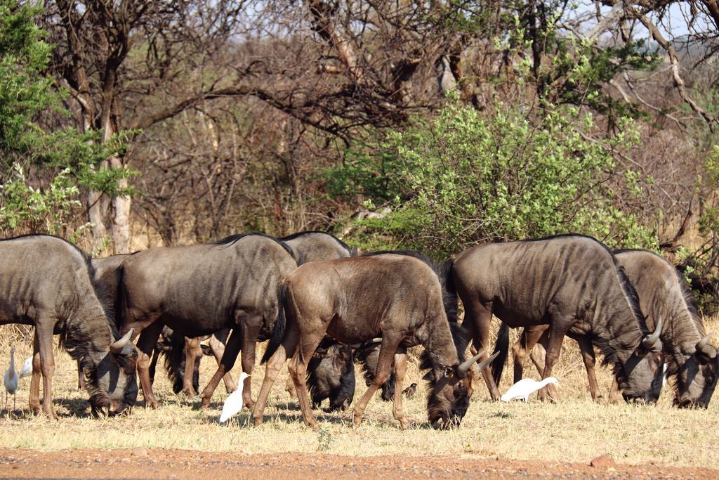 Klipdrift Ouklip Game Lodge מראה חיצוני תמונה