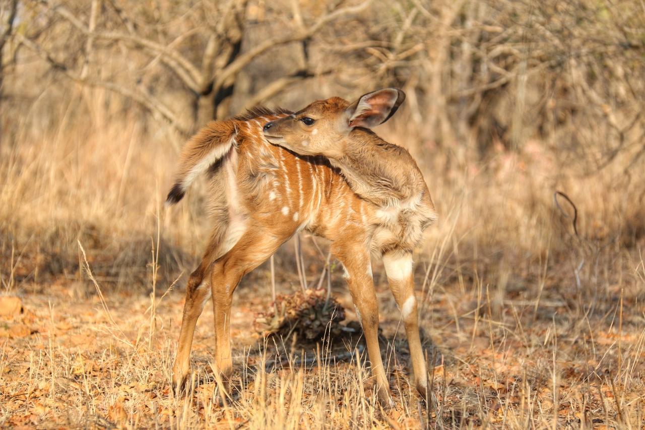 Klipdrift Ouklip Game Lodge מראה חיצוני תמונה